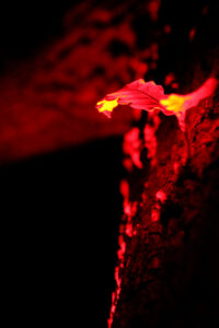 Exposition photos